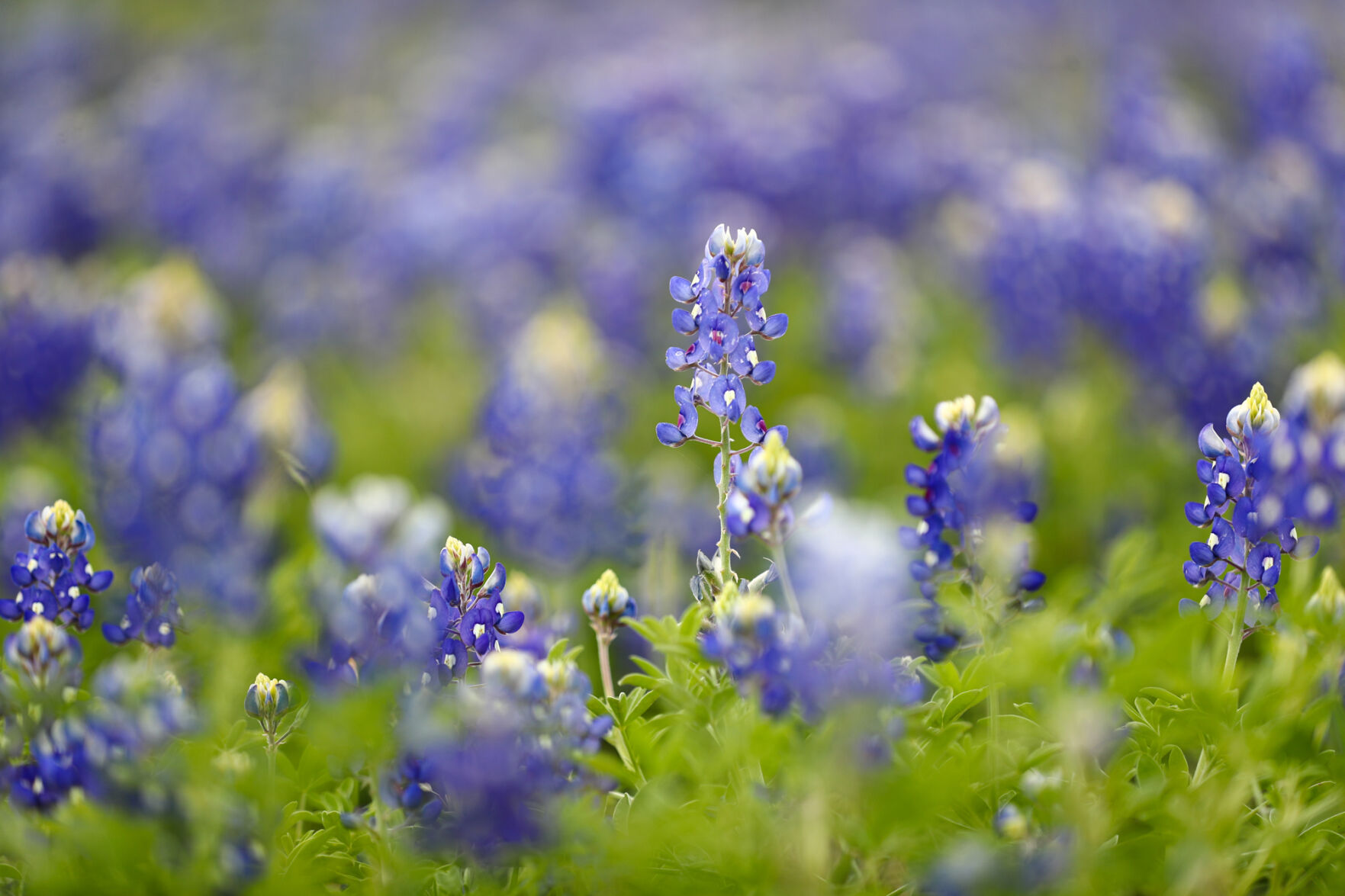 Brazos Valley Wildflowers